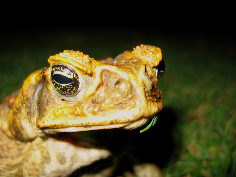 Cane Toad