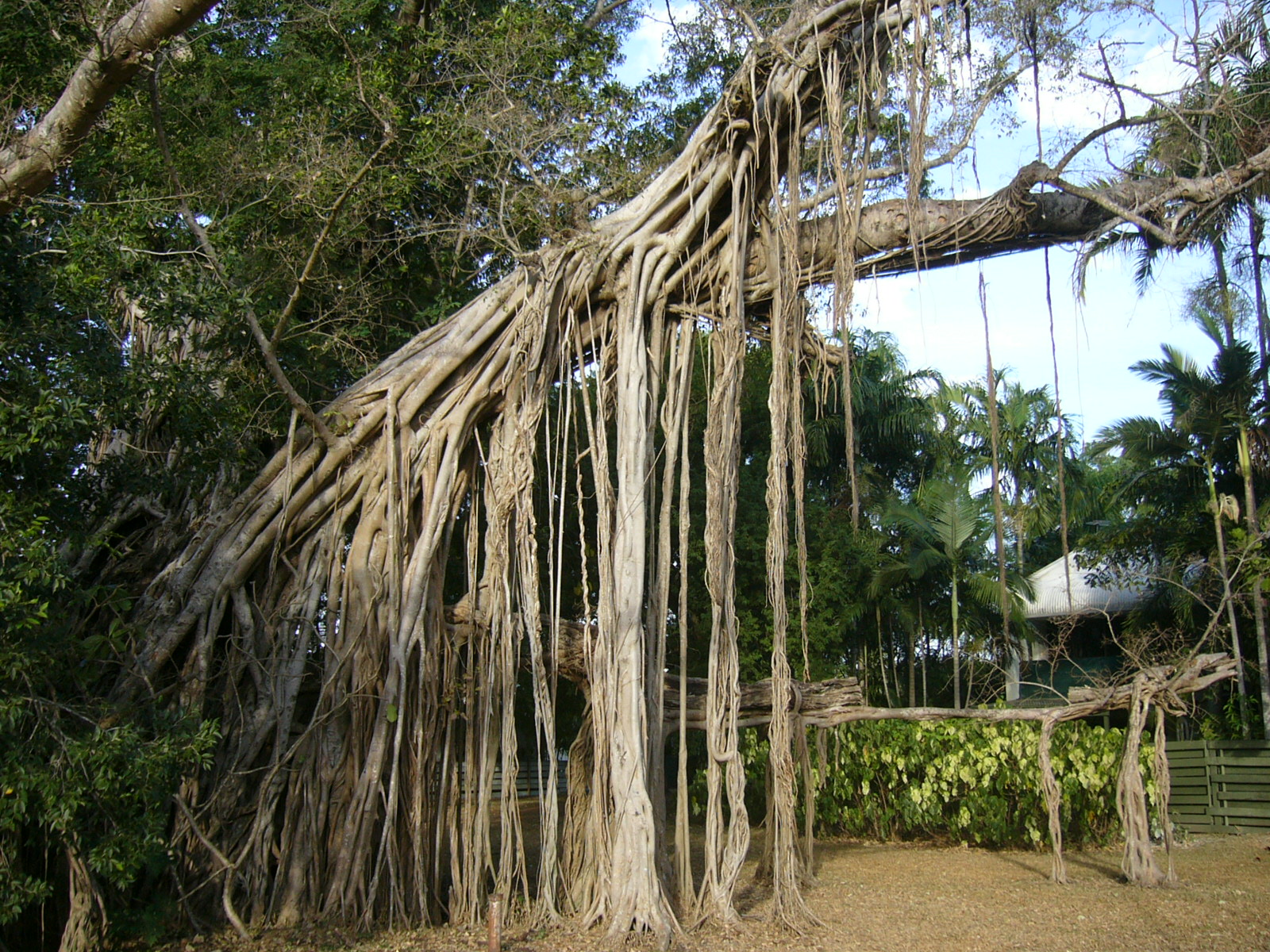 Banyan trees