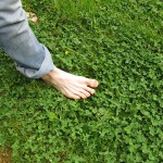The summer sensation of barefeet on grass