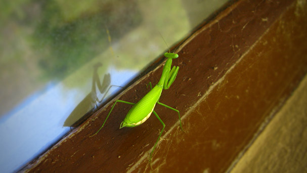 Praying Mantis