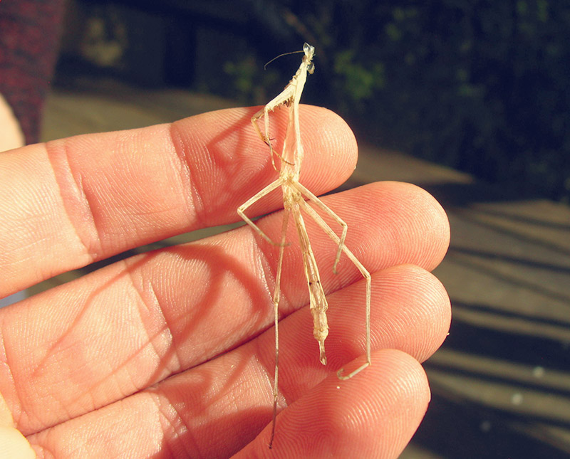 Dried moult of a praying mantis