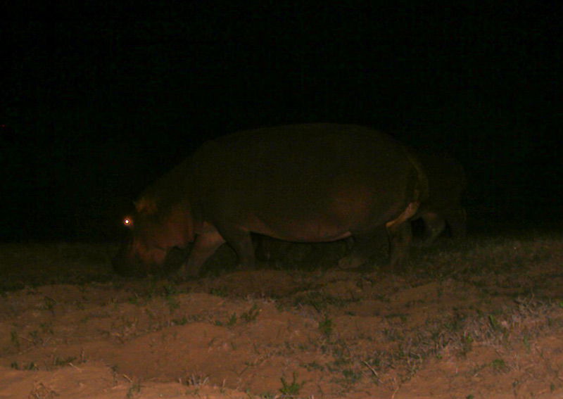 Halloween Hippo