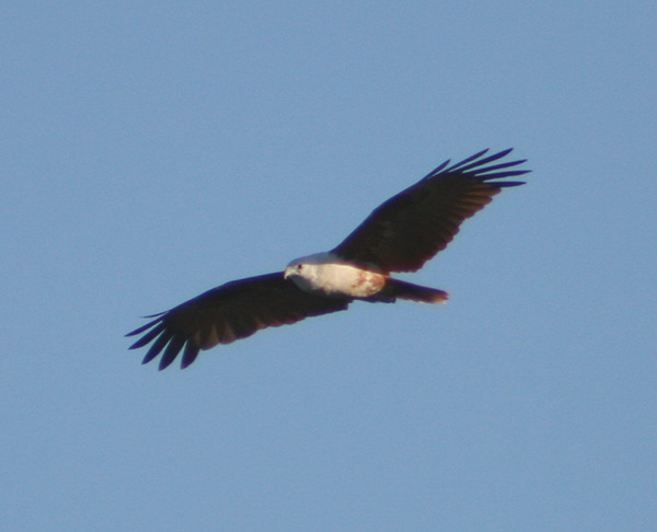 Brahminy Kite