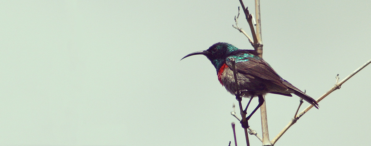 Sunbird