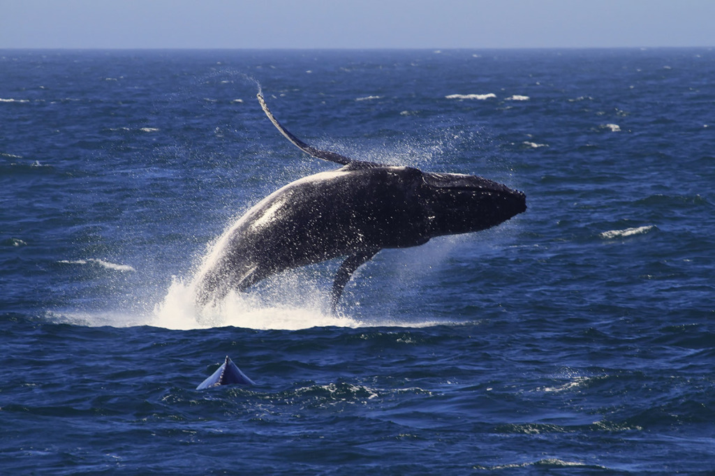 Wind & the whales | eyes4earth.org